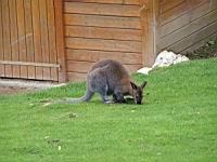 Wallaby de Bennet (Macropus rufrogriseus)(cla. Mammifere)(ss-cla. Marsupiaux)(02)